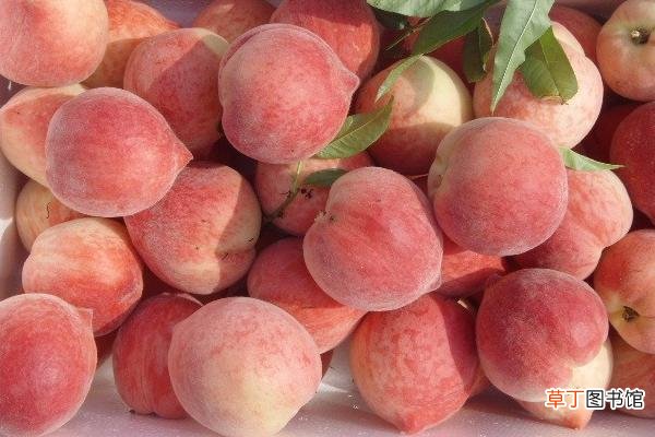水蜜桃和毛桃的区别是什么 水蜜桃的营养成分
