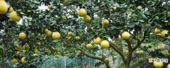 柚子树的种植技术