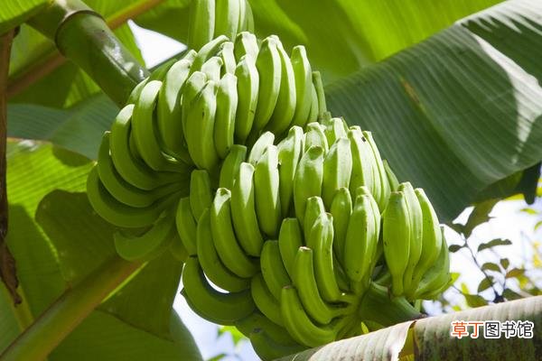 香蕉是什么季节的水果 香蕉几月熟