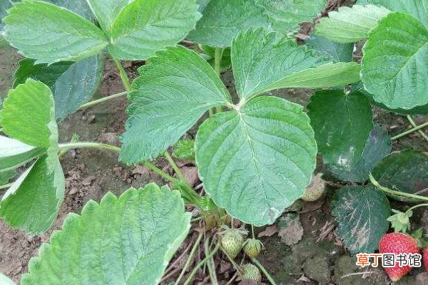 草莓苗怎么种植和浇水