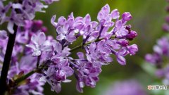 紫丁香种子怎么种
