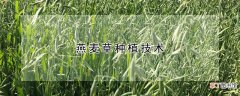 燕麦草种植技术