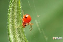 红蜘蛛用什么药最有效，本丁哒螨灵乳油药效超强