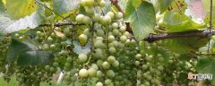 葡萄花芽分化用什么药