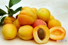 杏子和杏仁的区别是什么 杏仁是杏子的核吗