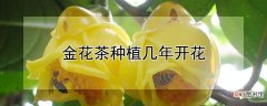 金花茶种植几年开花