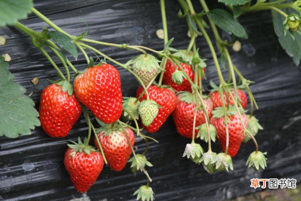 草莓苗可以晒太阳吗