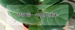 琴叶榕一年长几厘米