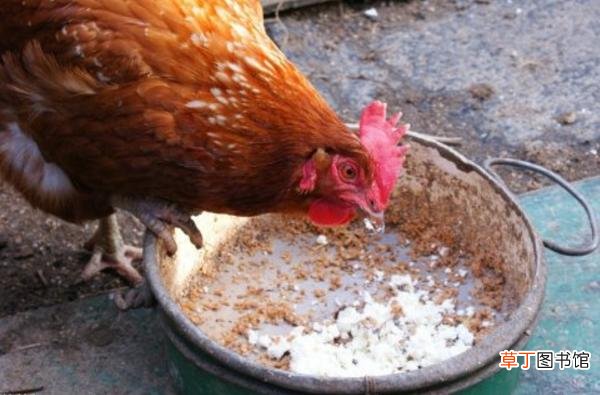 养鸡喂什么好 养鸡饲料怎么搭配鸡长得快