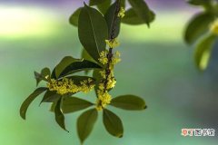 金桂花树种植技术，建议在每年的3月份进行种植