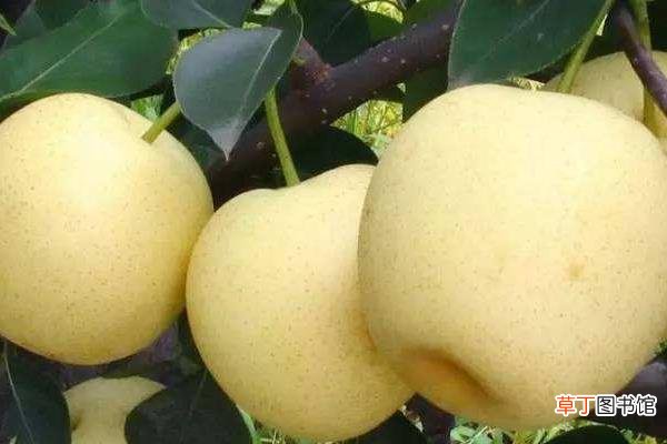 黄金梨和皇冠梨的区别是什么黄金梨的营养价值