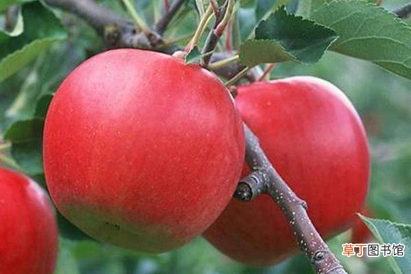 秦冠苹果产地在哪里 秦冠苹果市场价格多少钱一斤