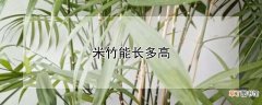 米竹能长多高