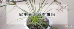 家里养水竹有毒吗