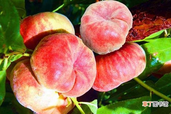 几月 蟠桃什么时候成熟 蟠桃是什么季节的水果