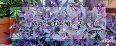 紫竹梅的繁殖方法