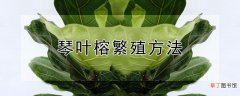 琴叶榕繁殖方法