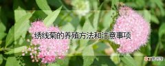 绣线菊的养殖方法和注意事项