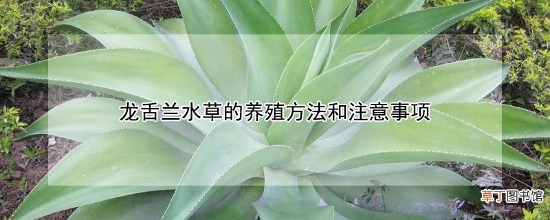 龙舌兰水草的养殖方法和注意事项