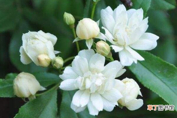 木香花的种植养护方法