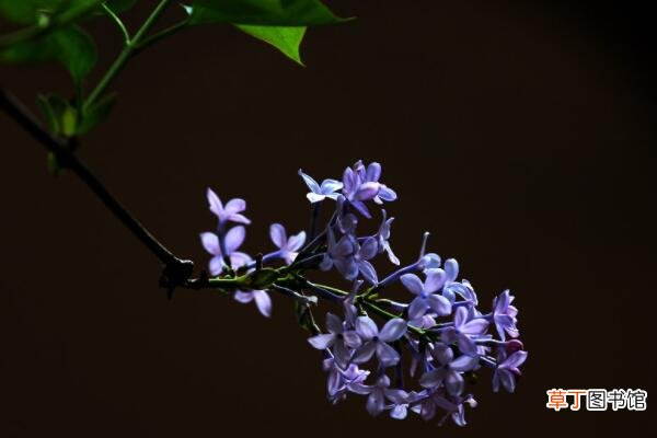 紫丁香种植方法