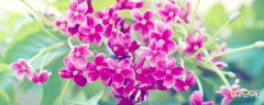紫丁香种植方法
