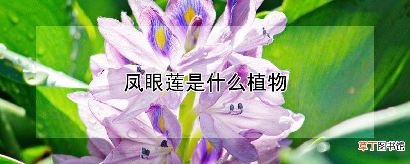 凤眼莲是什么植物