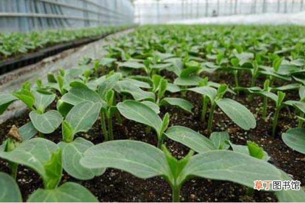 西瓜的种植技术，可以通过以下4步进行