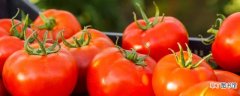 西红柿管理方法