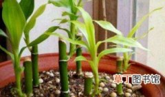 富贵竹土栽种植方法和注意事项