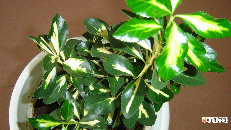 盆栽小叶黄杨的养殖方法和注意事项