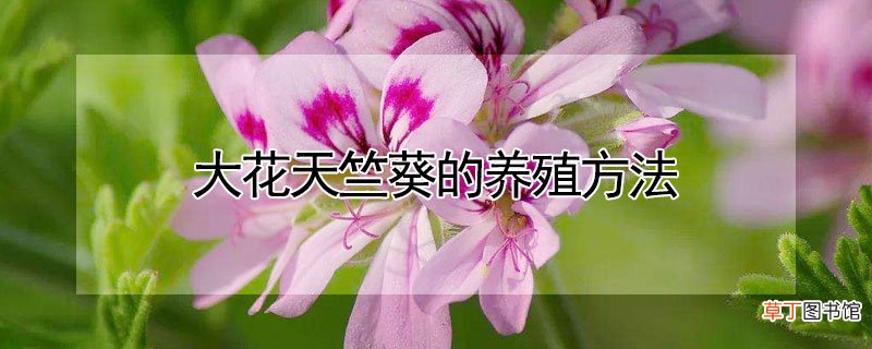 大花天竺葵的养殖方法