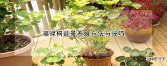 福禄桐盆景养殖方法与技巧