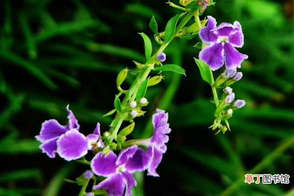 紫金露花的养殖方法