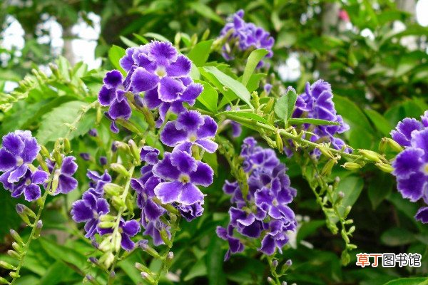 紫金露花的养殖方法