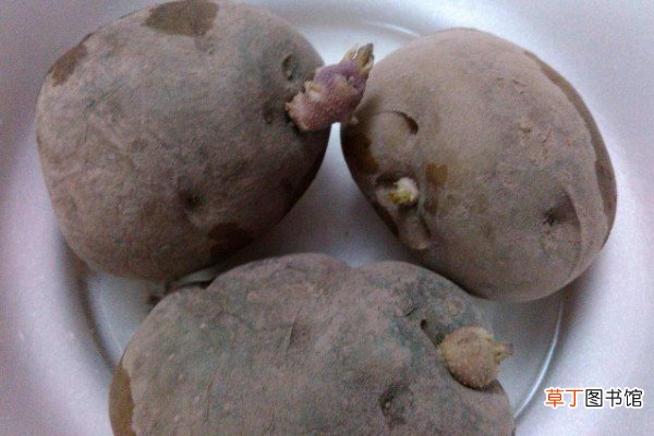 土豆盆栽水培方法
