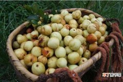 几月 冬枣什么时候成熟 冬枣是什么季节的水果