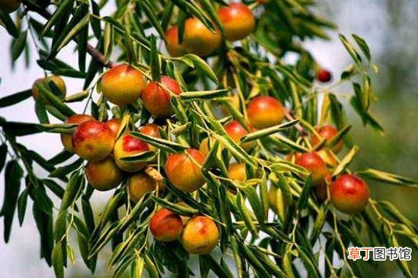 几月 冬枣什么时候成熟 冬枣是什么季节的水果