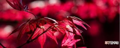 红枫怎么养叶子才能红
