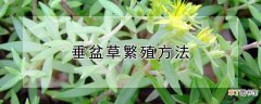 垂盆草繁殖方法