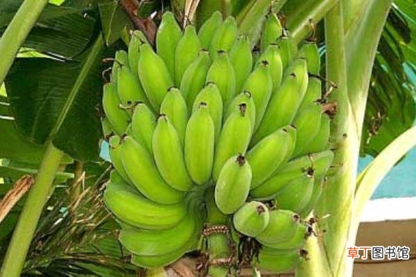 芭蕉和米蕉的区别是什么芭蕉和香蕉的区别