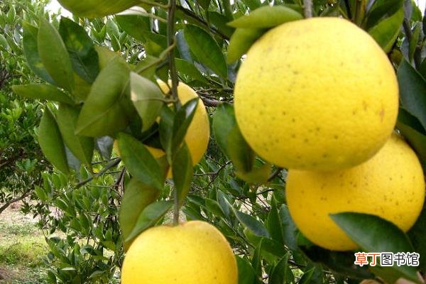 几月 胡柚什么时候成熟 胡柚是什么季节的水果