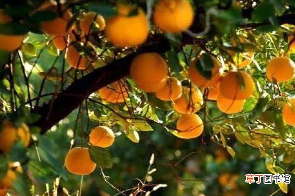 几月 胡柚什么时候成熟 胡柚是什么季节的水果