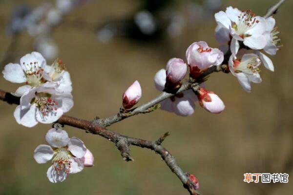 梨树开花期间如何防冻伤