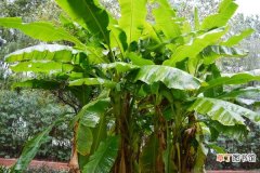 风水 种芭蕉树有什么作用 芭蕉树的果实是什么