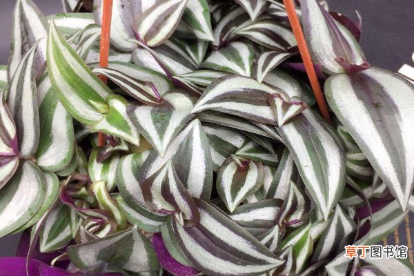 紫叶吊竹梅养殖方法