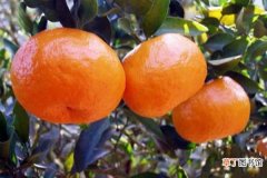 芦柑和丑橘的区别是什么芦柑和橘子的区别