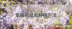 紫藤花盆栽种植方法