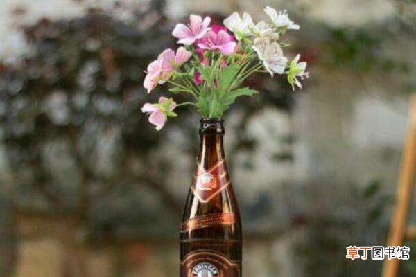 啤酒适合浇什么花