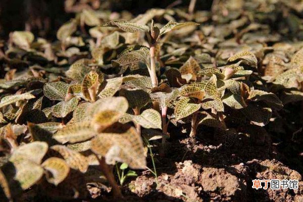 金线莲种植方法，选用微酸性混合土壤栽植